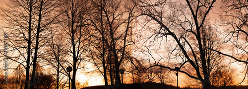 autumn tree branch silhouette at sunset nature banner background © bidala