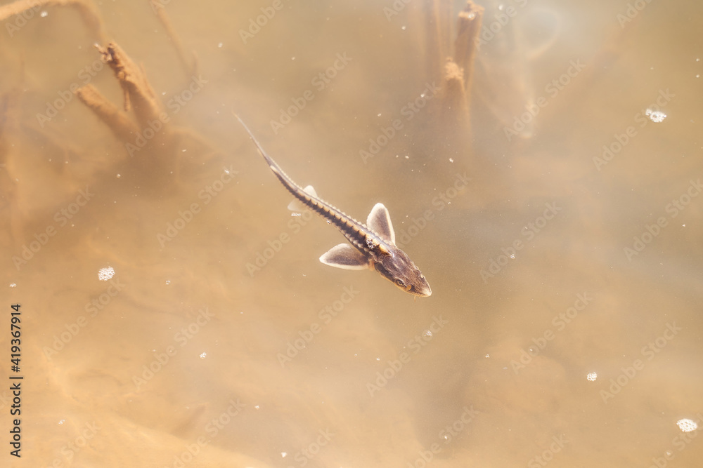 Small sturgeon in the water of the Ural River, Kazakhstan, Uralsk Small sturgeon in the water of the Ural River, Kazakhstan, Uralsk