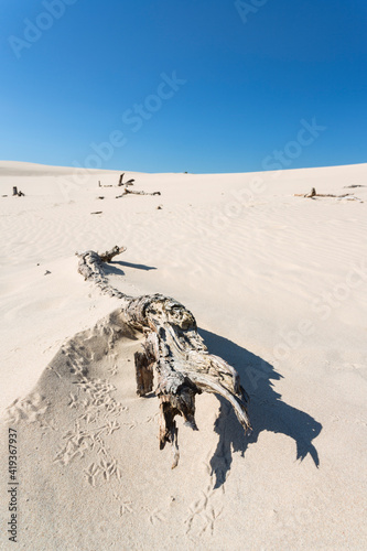 Polish famus dunes in Leba. photo