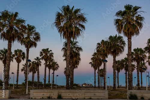 Palm trees at the Patacona beach at sunset near the city of Valencia
