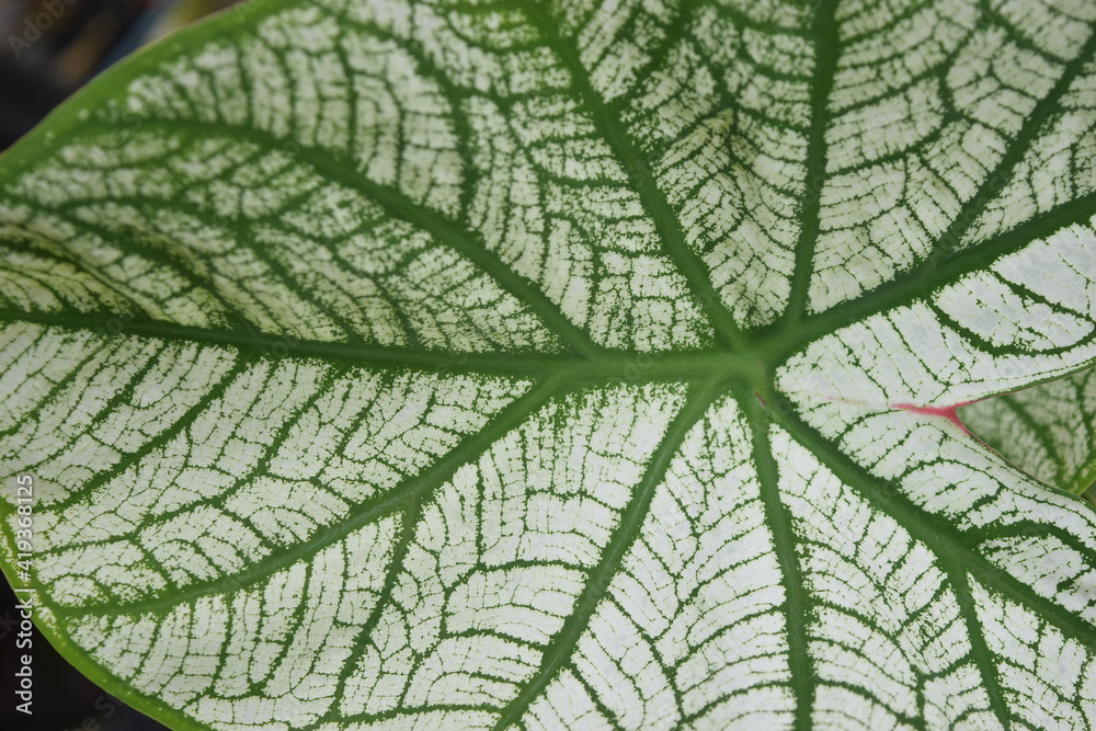 Obraz premium green leaf texture