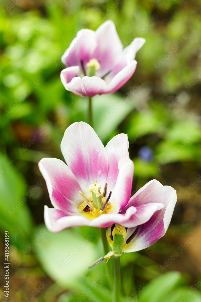 pink lotus flower pink lotus flower