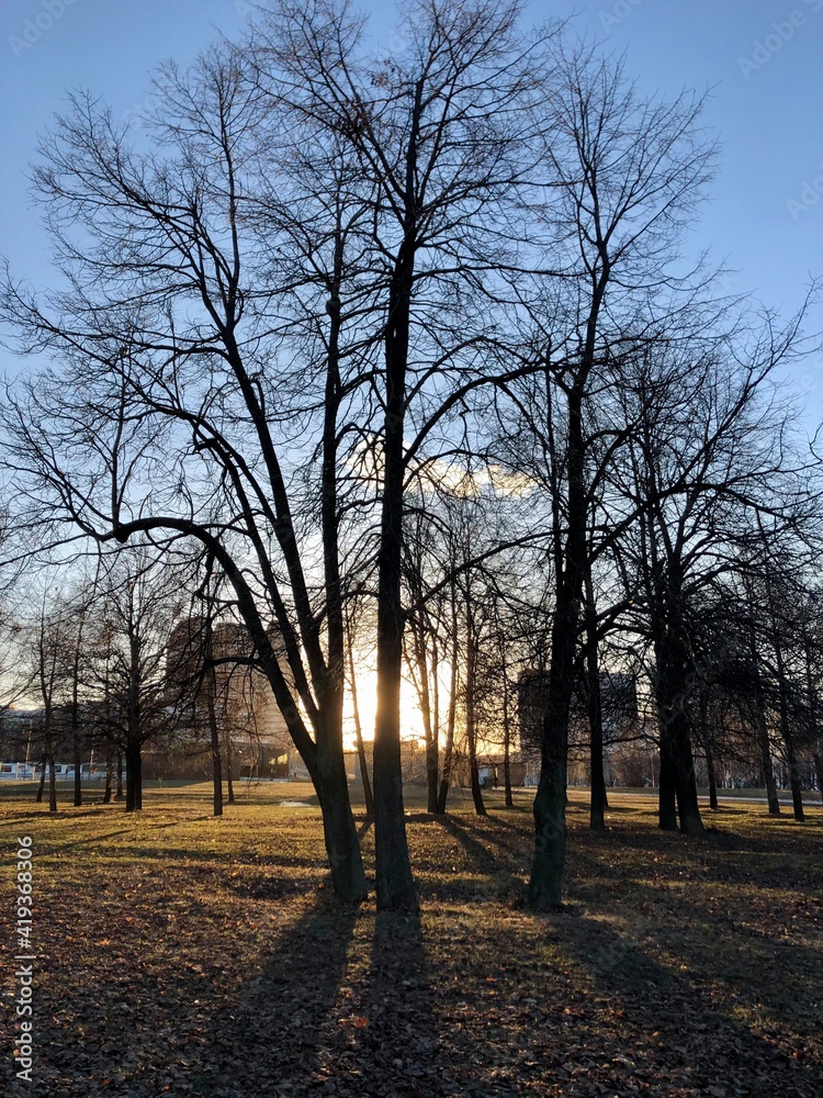 Fototapeta premium sunset in the park