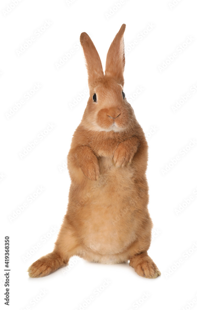 Fototapeta premium Cute bunny isolated on white. Easter symbol
