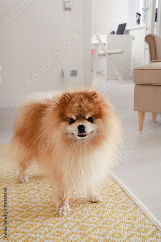 Cute fluffy Pomeranian spitz dog with his mouth open standing on a yellow carpet on the floor looking straight into the camera.