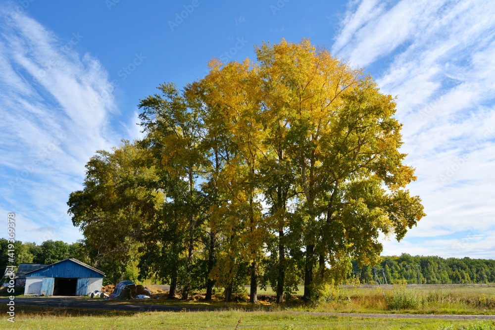 Rural landscape with tall poplar trees in sunny autumn day Rural landscape with tall poplar trees in sunny autumn day