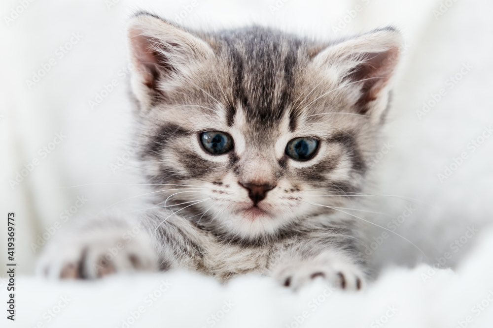 Kitten peeks out holding by paws. Happy Kitten baby looking at camera. Cat Portrait. Grey tabby fluffy kitten hiding behind blanket on couch. Playful cat resting on soft white blanket at home alone