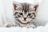 Kitten peeks out holding by paws. Happy Kitten baby looking at camera. Cat Portrait. Grey tabby fluffy kitten hiding behind blanket on couch. Playful cat resting on soft white blanket at home alone