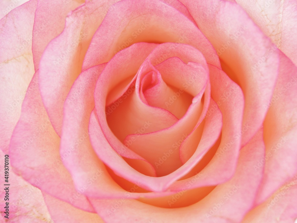 pink rose closeup pink rose closeup