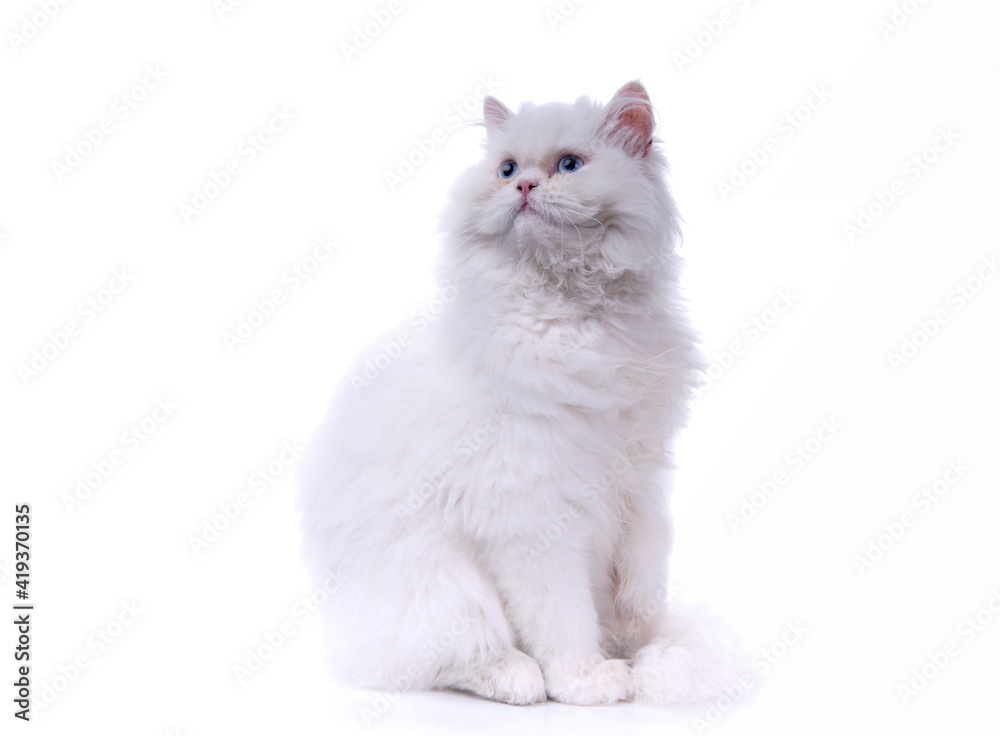white cat isolated