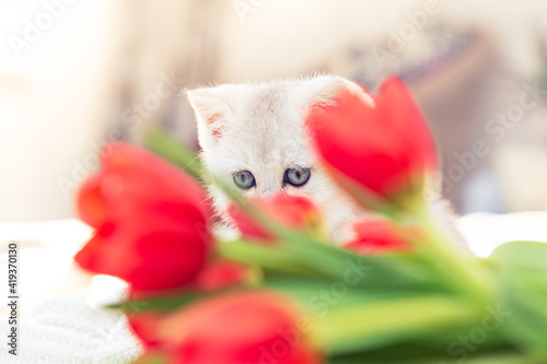 Curious silver British kitten playing on the bed with tulips.