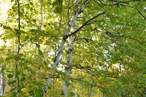 Russian birches