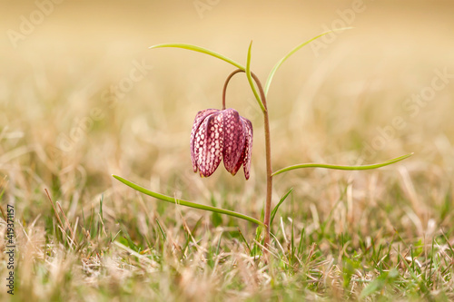 Purple fritillary flower in the meadow grass in spring. Floral background.