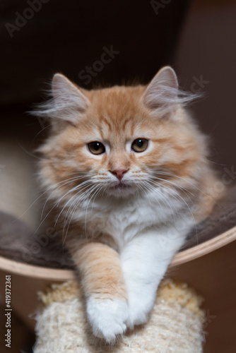 Rotes Sibirer Kitten © Heidi Bollich