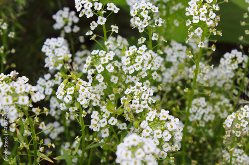 Beautiful white alyssum flowers. Close-up. Selective focus. Background. Texture.