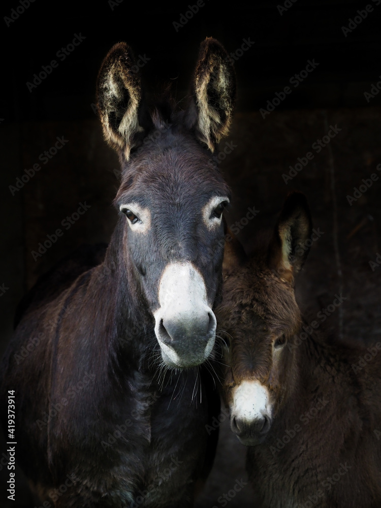 Cute Baby Donkey Cute Baby Donkey