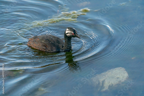 The White-tufted grebe (Rollandia rolland) photo