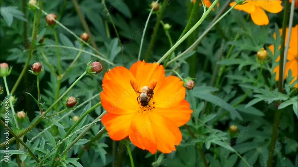 Little Honey Bee Collecting Nectar of an Orange Yellow Sulfur Cosmos Footage Little Honey Bee Collecting Nectar of an Orange Yellow Sulfur Cosmos Footage