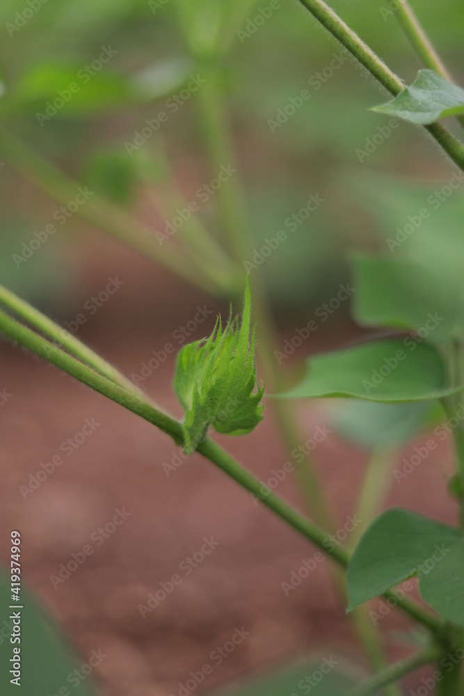 Growing of cotton flower on cotton tree at agriculture field Growing of cotton flower on cotton tree at agriculture field