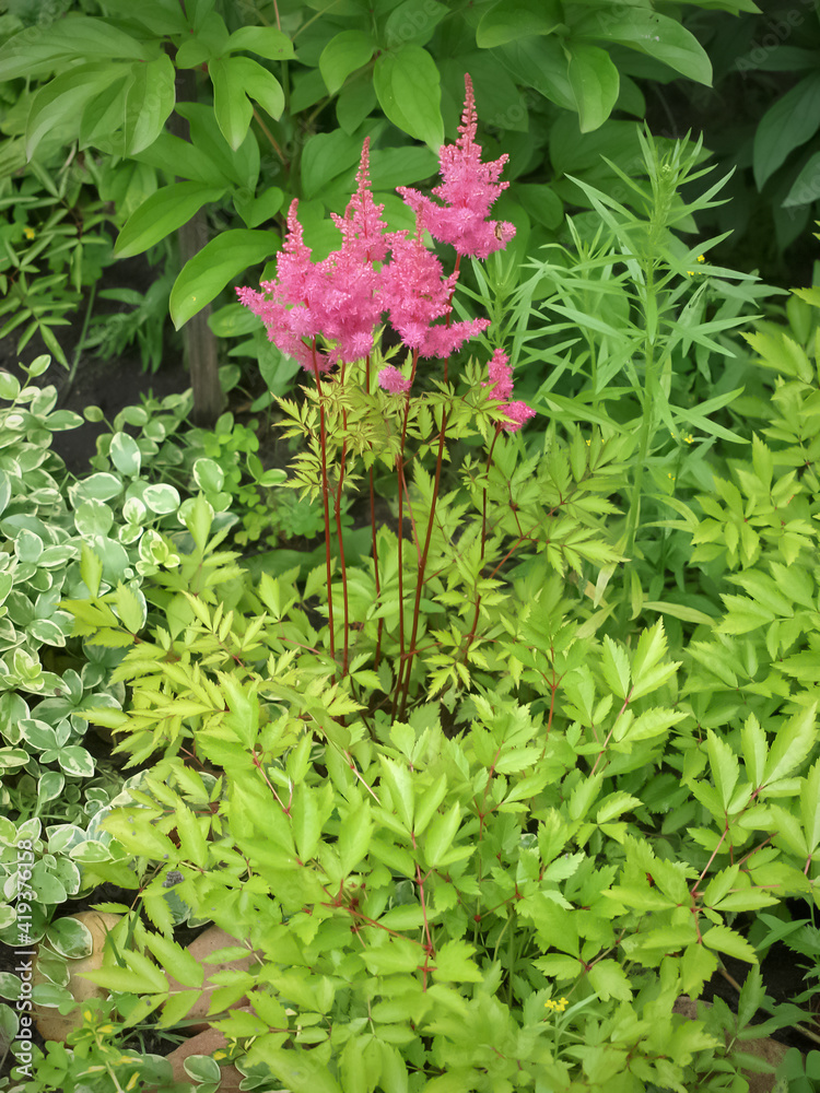 Astilba rosea in summer on a flower bed Astilba rosea in summer on a flower bed