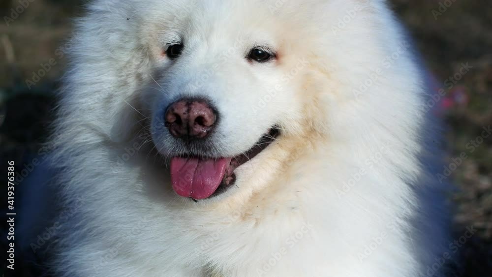 Beautiful white dog for a walk on a bright sunny day in the park. Samoyed dog husky smiles 4k video close-up.
Beautiful white dog for a walk on a bright sunny day in the park. Samoyed dog husky smiles 4k video close-up.