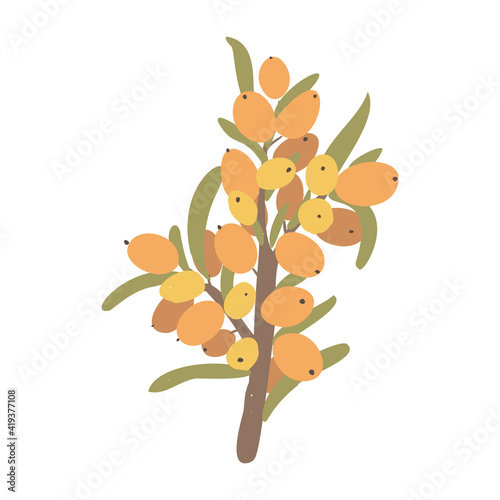 Sea buckthorn vector drawing. Isolated berry branch on white background. Summer berry illustration. Detailed hand drawn vegetarian food. Great for label, poster, print