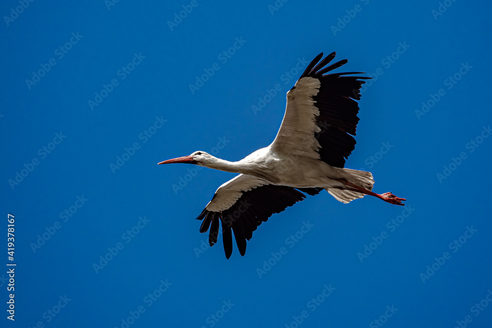 Obraz premium Stork in nature reserve of south France during mating season