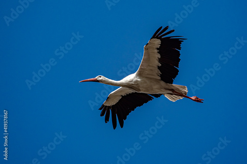 Stork in nature reserve of south France during mating season