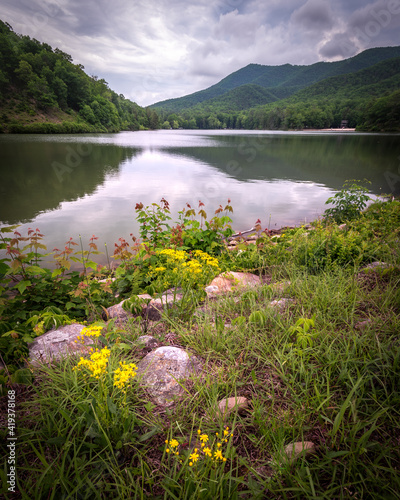 Yellow wildflowers at Douthat State Park in the Virginian Blue Ridge Mountains.