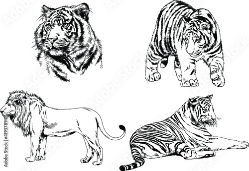 vector drawings sketches different predator , tigers, lions, cheetahs and leopards are drawn in ink by hand , objects with no background © evgo1977