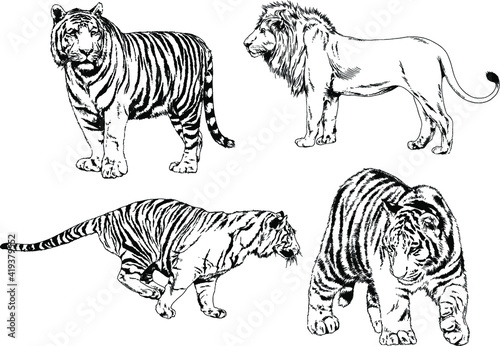 vector drawings sketches different predator   tigers  lions  cheetahs and leopards are drawn in ink by hand   objects with no background
