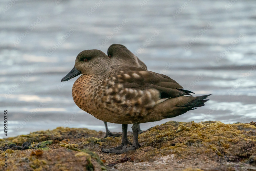 The Crested duck (Lophonetta specularioides) The Crested duck (Lophonetta specularioides)