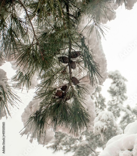 Snow Athens Greece 2021    photo