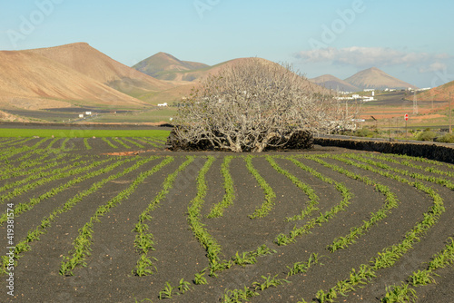 Agricultural cultivation on volcanic soil at Lanzarote in the canary islands