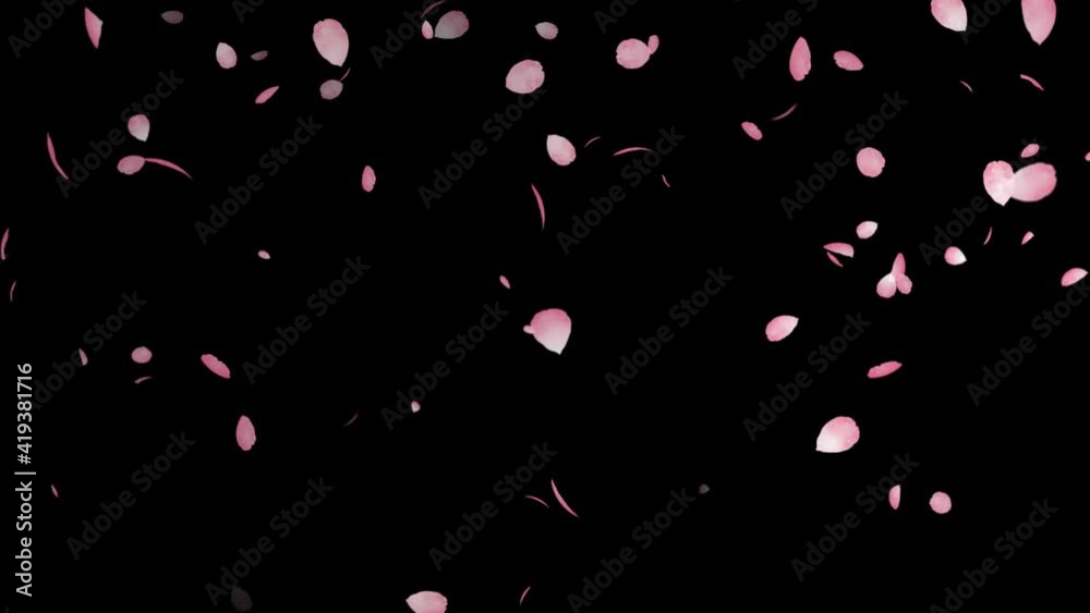 Cherry petals fluttering in the wind. looping video. Cherry petals fluttering in the wind. looping video.