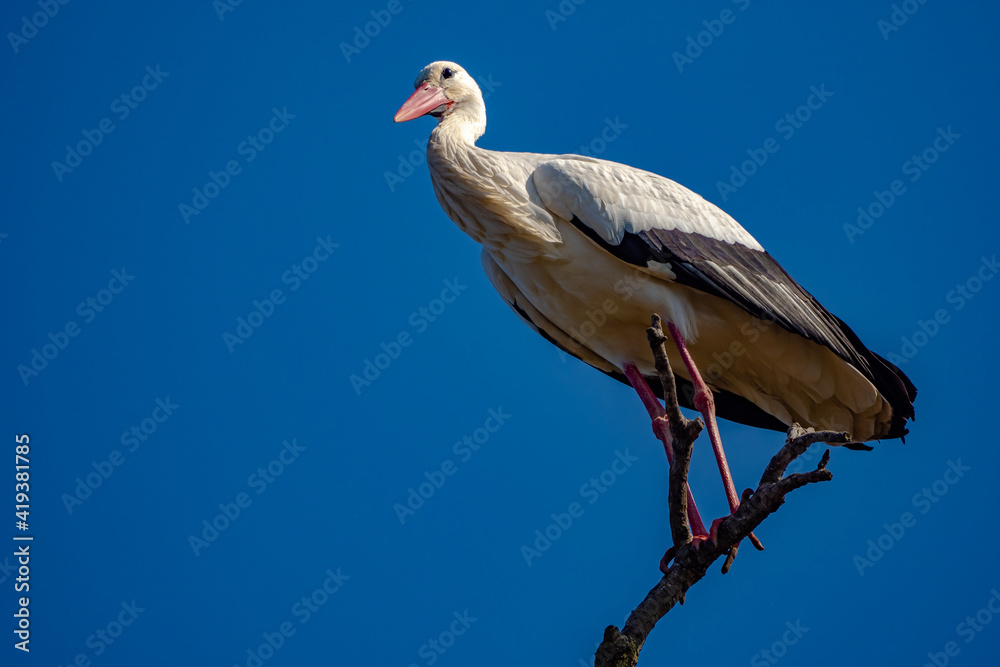 Fototapeta premium Stork in nature reserve of south France during mating season