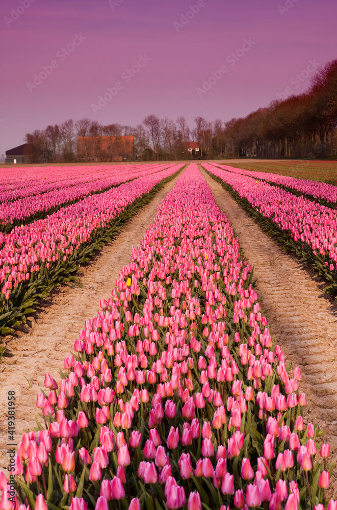 Spring tulips in Holland at dusk