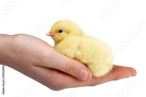 Handful of chick