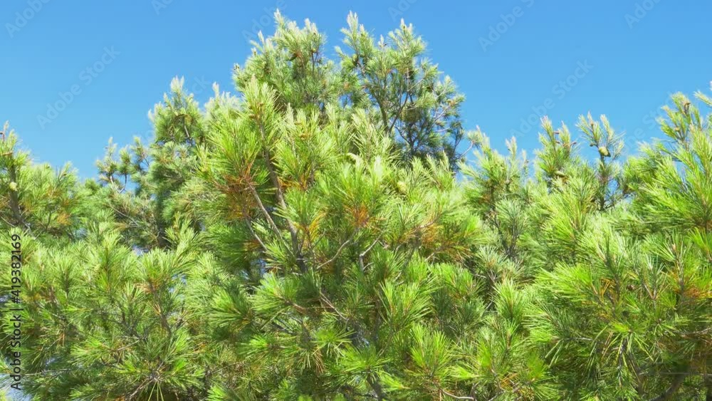Fresh pine tree branches with green needles move by wind on blue sky background. Sunlight through needles. Real beautiful background of natural national park in Spain. 4K video Fresh pine tree branches with green needles move by wind on blue sky background. Sunlight through needles. Real beautiful background of natural national park in Spain. 4K video