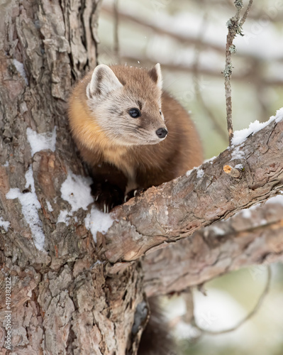 Pine marten on a tree branch in winter in Algonquin Park, Canada