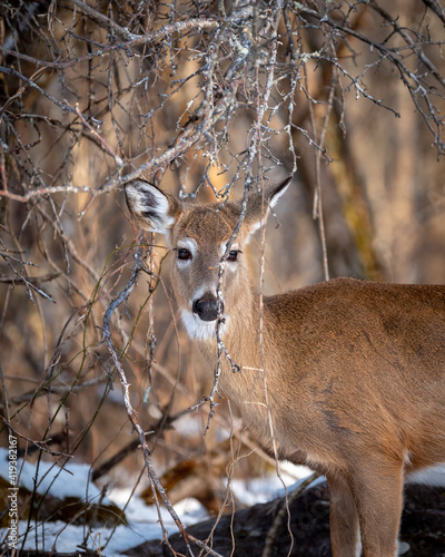 A deer looks on in the wintery forest of Shenandoah National Park in the morning.