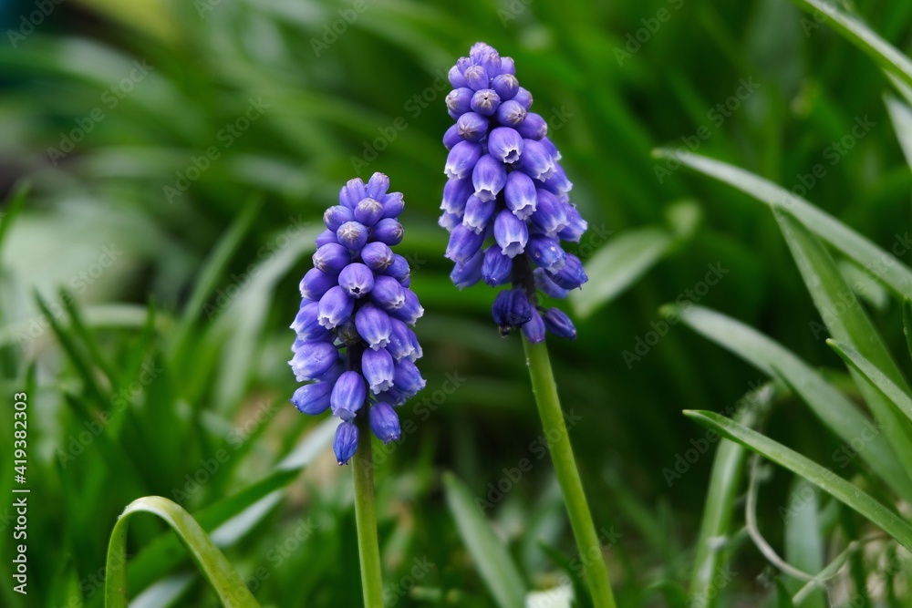 Muscaris dans un jardin au printemps en gros plan Muscaris dans un jardin au printemps en gros plan