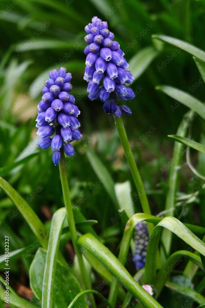 Muscaris dans un jardin au printemps en gros plan Muscaris dans un jardin au printemps en gros plan