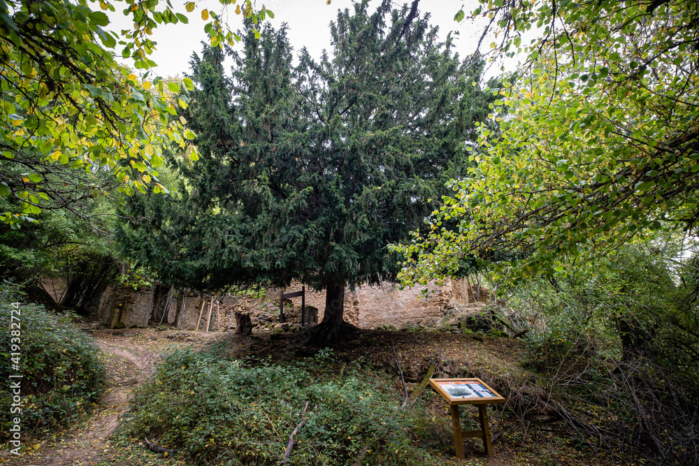 tejo de Villamardones, Villamardones, Parque Natural de Valderejo , municipio de Valdegovía, Alava, País Vasco, Spain tejo de Villamardones, Villamardones, Parque Natural de Valderejo , municipio de Valdegovía, Alava, País Vasco, Spain