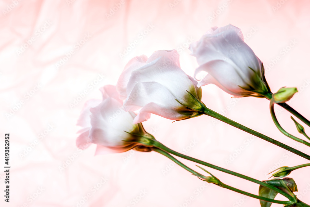 Fototapeta premium Three beautiful white flowers close up.