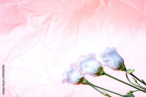 Three beautiful white roses on a textured background.