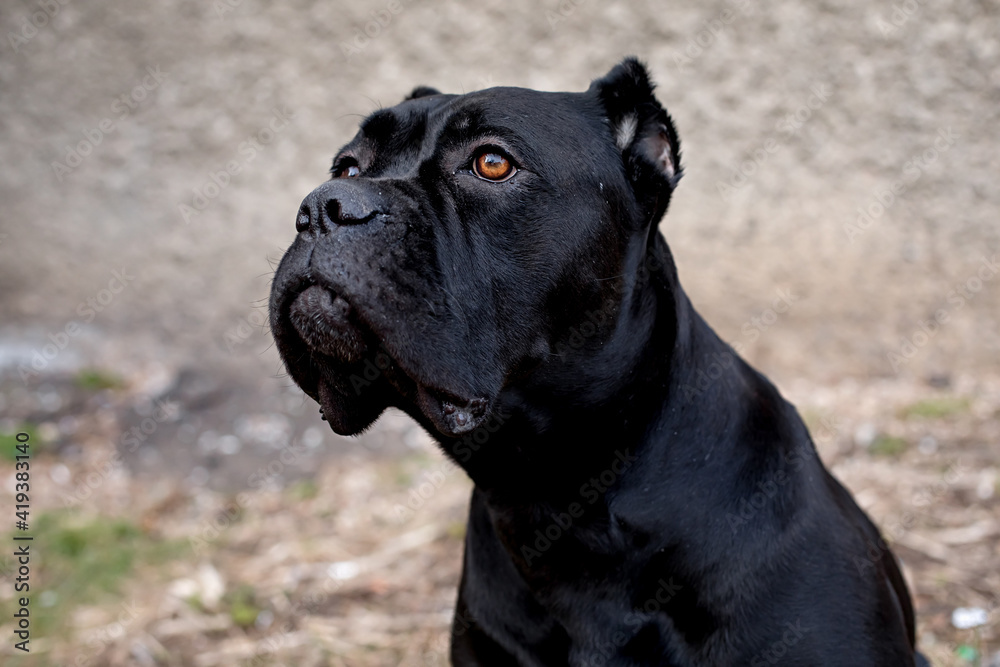 Portrait of a stern Italian Cane Corso, sitting on a gray background