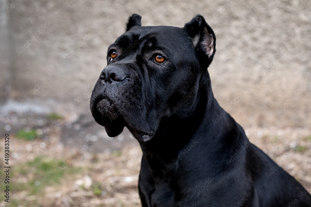 Portrait of a stern Italian Cane Corso