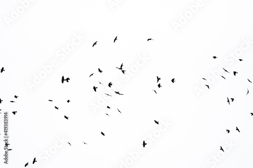 Krähen Schwarm Silhouette © Anjas.Fotowelt