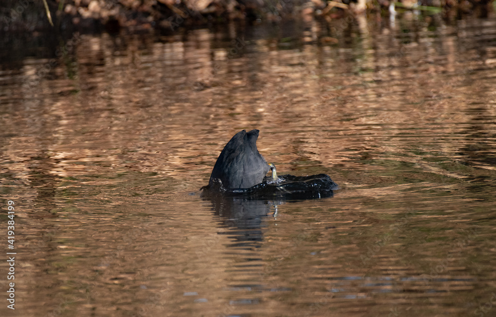 Fototapeta premium Blässhuhn taucht ab